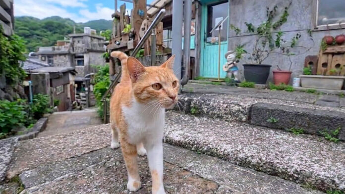 猫村で出会ったカフェの客引きの猫