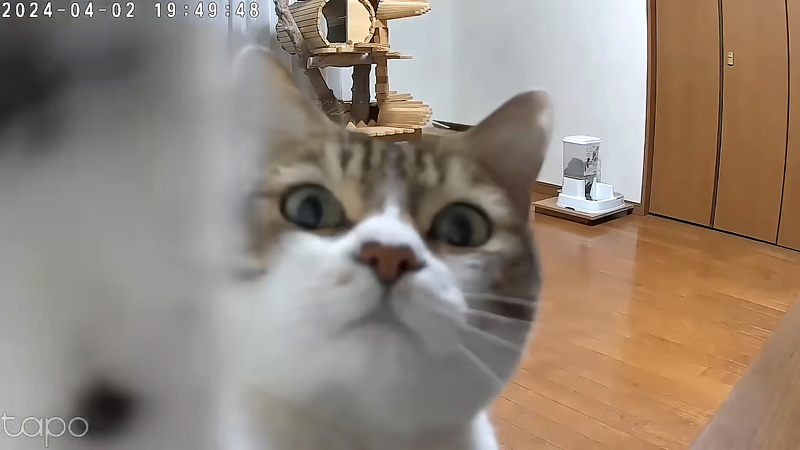 カメラが気になってしょうがない猫