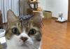 ライブカメラに気づいた猫
