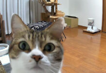 ライブカメラに気づいた猫