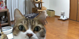ライブカメラに気づいた猫
