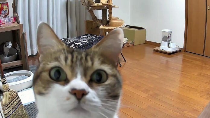 ライブカメラに気づいた猫