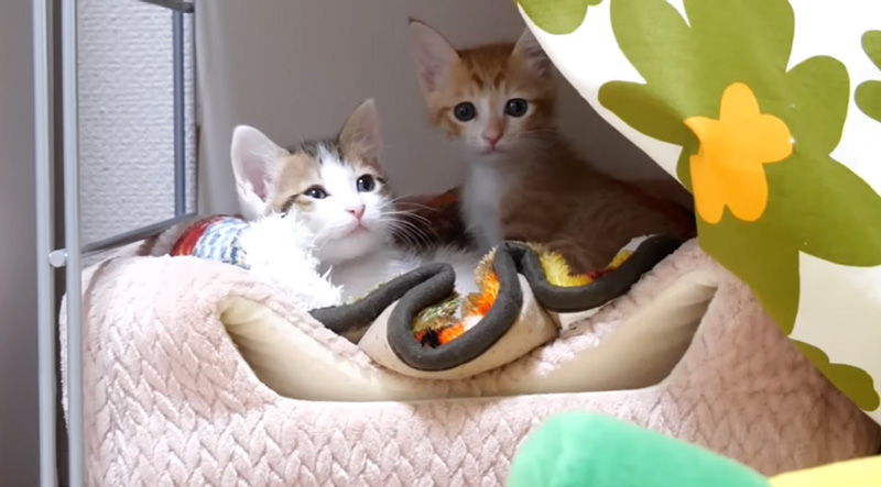 ベッドでまったりする子猫達