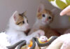 ベッドでまったりする子猫達