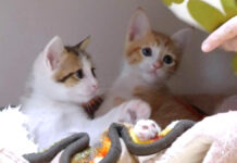 ベッドでまったりする子猫達