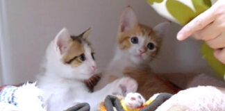 ベッドでまったりする子猫達