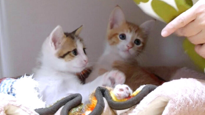 ベッドでまったりする子猫達