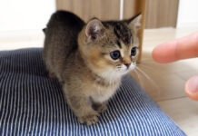 遊ぶ子猫