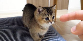 遊ぶ子猫