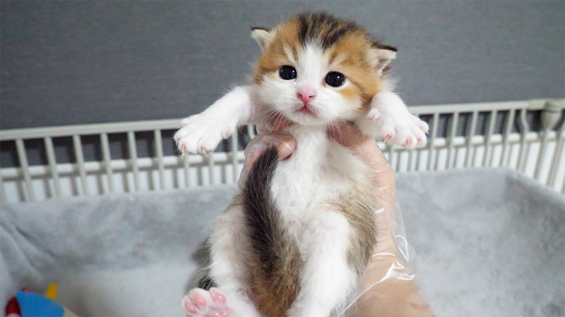 抱っこされる子猫