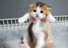 抱っこにビックリして固まった子猫