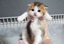 抱っこにビックリして固まった子猫