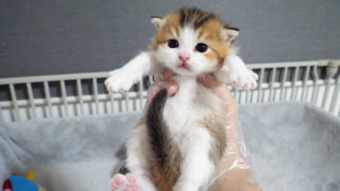 抱っこにビックリして固まった子猫