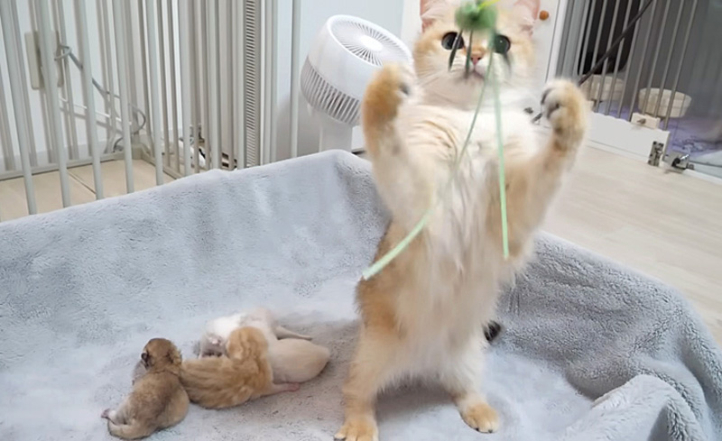 オモチャで遊ぶ母猫