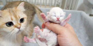 子猫を心配する母猫