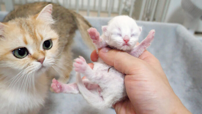 子猫を心配する母猫