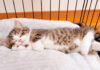 足を組んで眠る子猫
