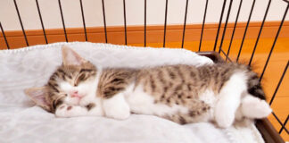 足を組んで眠る子猫