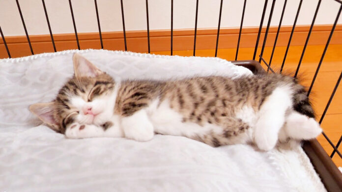 足を組んで眠る子猫