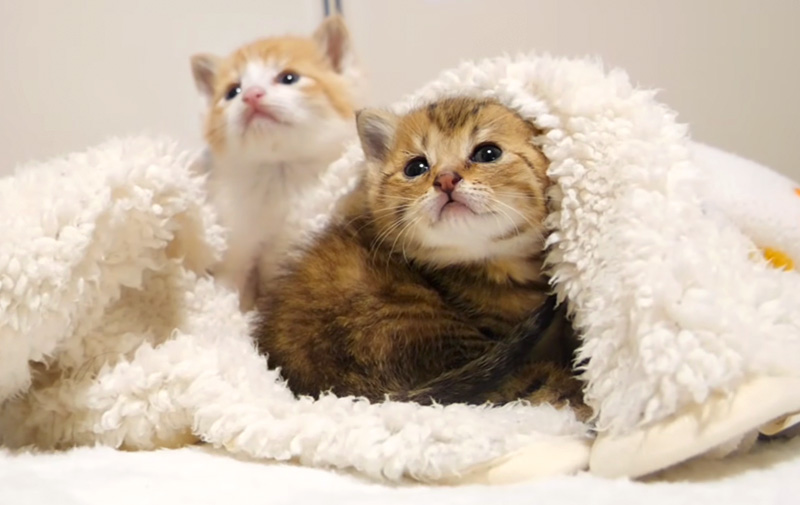 仲良しな子猫達