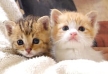 保護されたばかりで不安そうに鳴いていた子猫達。抱っこに安心する様子にホッとする♡ 抱っこされる子猫達