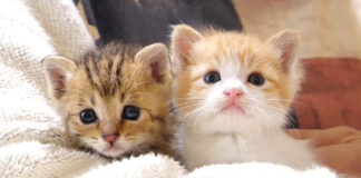抱っこされる子猫達
