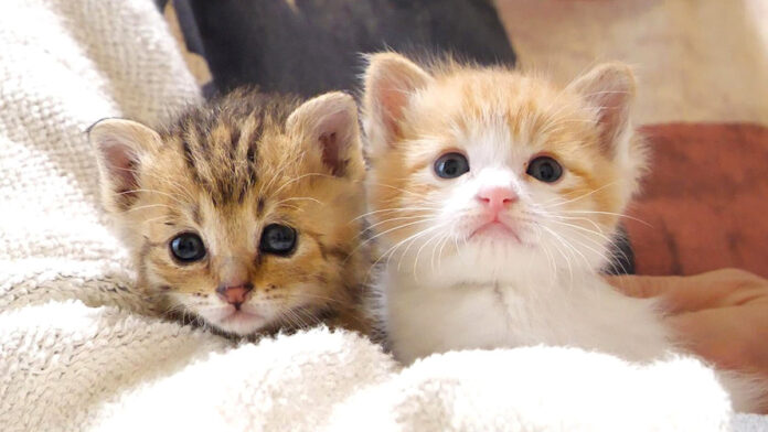 抱っこされる子猫達