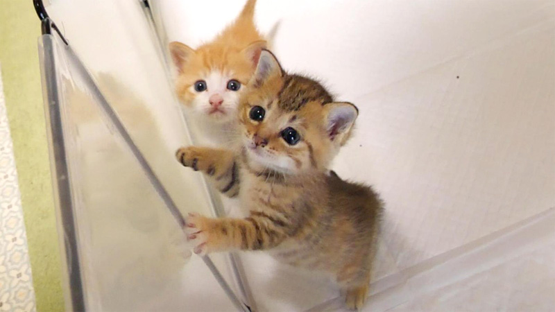 ご飯の準備に気づいてしまった子猫達