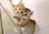ご飯の準備に気づいてしまった子猫達