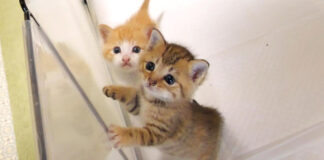 ご飯の準備に気づいてしまった子猫達
