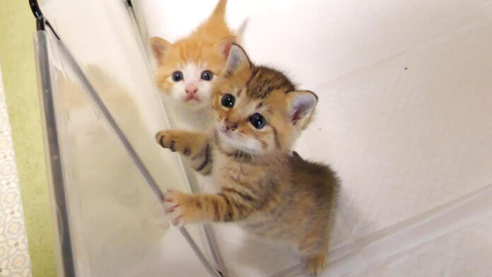 ご飯の準備に気づいてしまった子猫達