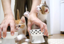 ご飯に大騒ぎする子猫達