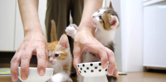 ご飯に大騒ぎする子猫達
