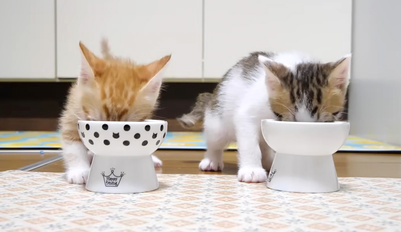 ご飯を食べる子猫達