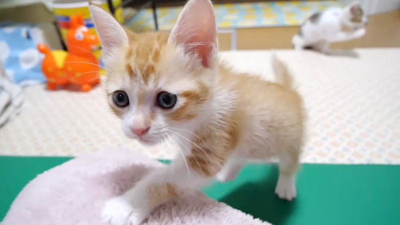 ご飯のお礼を言いに来る子猫
