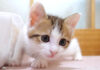 ご飯のお礼を言いに来る義理堅い子猫達がとっても可愛かった (*´ω`*)♪ ご飯のお礼を言いに来る子猫