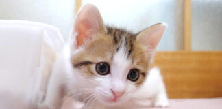 ご飯のお礼を言いに来る子猫