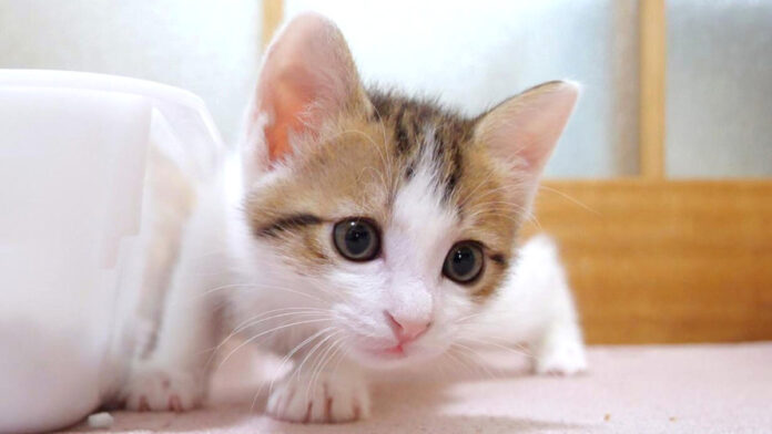 ご飯のお礼を言いに来る子猫