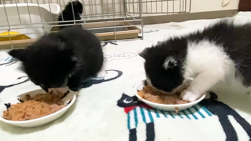 ご飯を食べる子猫