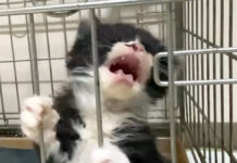 ご飯が食べたい子猫