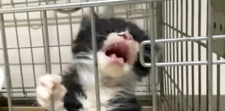 ご飯が食べたい子猫