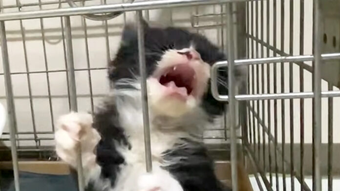 ご飯が食べたい子猫