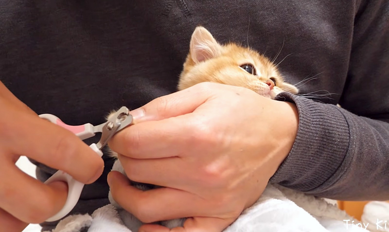 爪を切る子猫