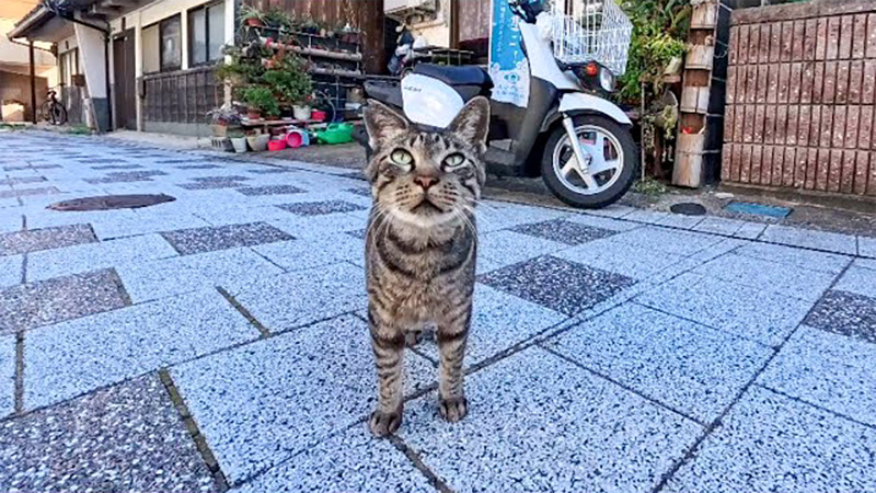 何か話し掛けてきた猫