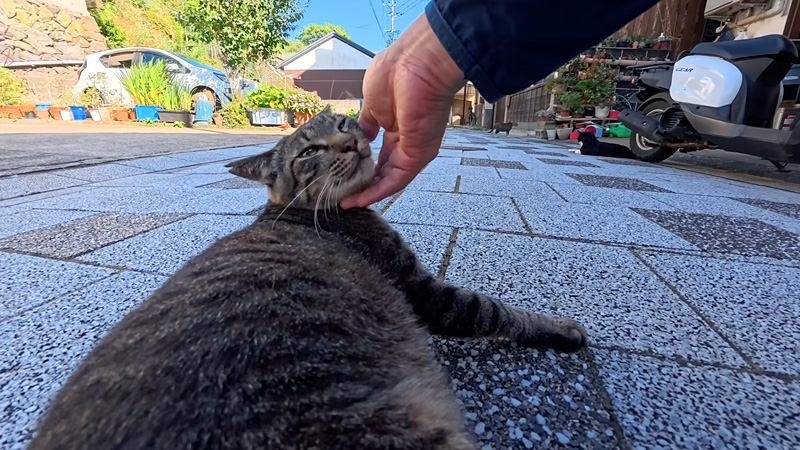 ナデナデを堪能する猫