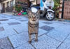 何か話し掛けてきた猫