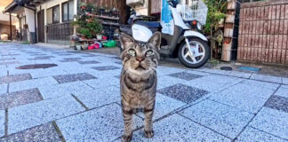 何か話し掛けてきた猫