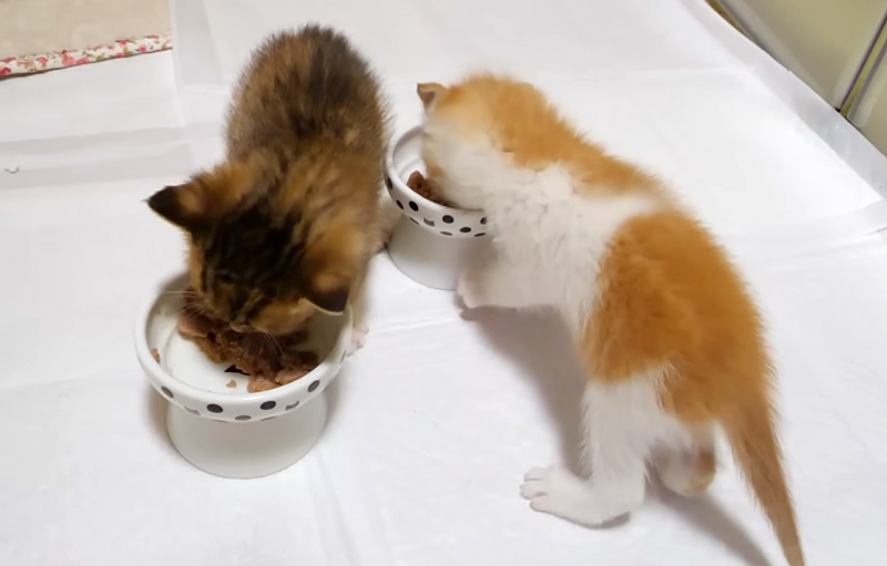初めての離乳食にテンションが上がる子猫達
