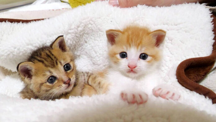 hajimeterinyu_neko_title 毛布に包まれながらウトウトする子猫達