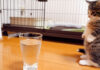 初めて炭酸水を見た子猫。未知との遭遇にドキドキするも、好奇心には勝てなくて ( *´艸`)♡ 炭酸水にドキドキの子猫